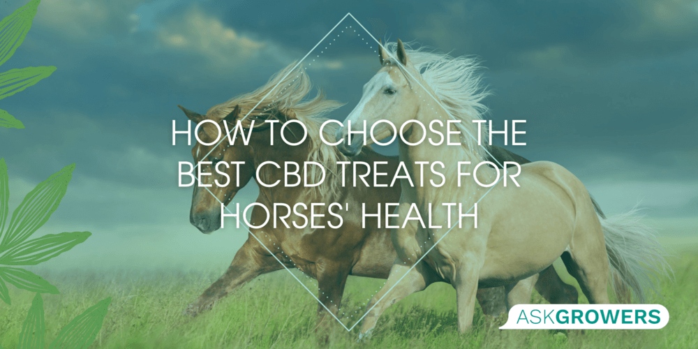 How to Choose the Best CBD Treats for Horses' Health